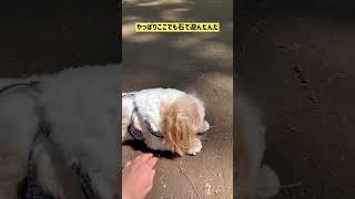 【代々木公園　ワンワンフェスティバル/Yoyogi Park Dog Festival】