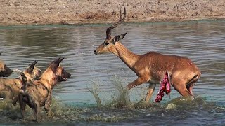 Most Incredible ! Wild Dogs vs Impala Real Fight | Impala Fights Back as Guts Fall Out | Wildlife