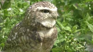 アナホリフクロウ (高知県立のいち動物公園) 2018年3月24日