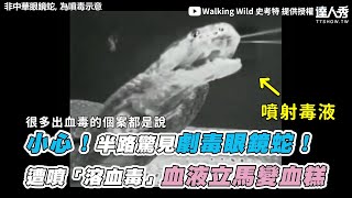 【小心！半路驚見劇毒眼鏡蛇！ 遭噴「溶血毒」血液立馬變血糕】 ｜@WalkingWild