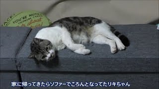 猫がソファーでこれみよがしに寝転がってたのでなでなでしてあげる☆リキちゃん脱力系男子猫【リキちゃんねる　猫動画】Cat videos キジトラ猫との暮らし