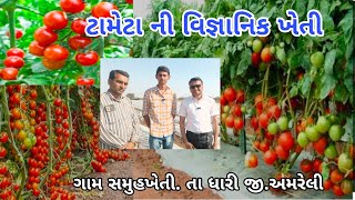 200 વીઘા માં ટમેટી ની  વિજ્ઞાનિક ખેતી કરી લાખો ની કમાણી કરતા અમરેલી જિલ્લા ના યુવા પ્રગતિશીલ ખેડૂત