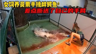 国外水族馆的女饲养员用手挑衅鳄鱼，结果差点断送了自己的手臂