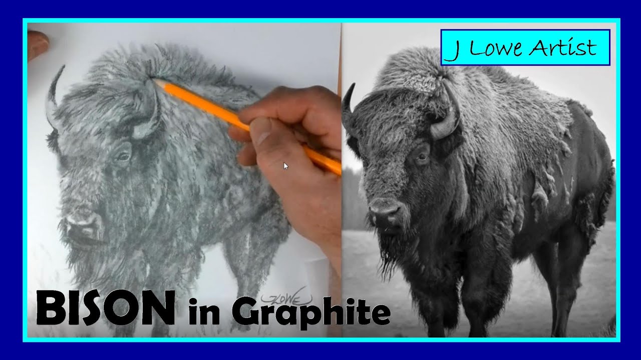 Cartoon Bison Drawing Steps