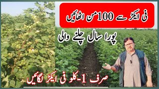 Cotton Farming | White Queen 5G High Yield Variety (Hundreds per Acre) Advanced Farming techniques