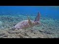 snorkeling 4k english 3min