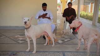 Pure Kohati Gultair Dog Mela Female | Pakistan Brid | 2022