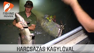 Kagylós harcsázás a Tisza-tavon