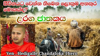 ජීවිතයට වෙන්න තිබෙන ලොකුම අනතුර මොකක්ද? (උරග ජාතකය) Ven . Hedigalle Chandaloka Thero  #පිං_බණ