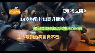 14岁狗狗排出两升腹水，医院检查费就1700，主人没钱治病自责不已