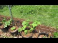 my community garden plot episode 7 airflow pruning hand sprayers u0026 side dressing with lime