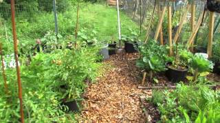 My Community Garden Plot Episode 7: Airflow Pruning, Hand Sprayers \u0026 Side Dressing with Lime