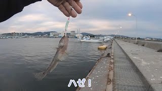 秋のハゼをブラーで釣って食べよう