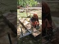 Milling Curly Cherry w/my Stihl MS 661/Grandberg Alaskan Mill