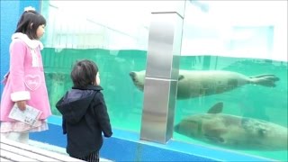 ★aquarium「dolphin＆penguin＆seal」★南知多ビーチランドで「イルカやアザラシ」を見たよ★