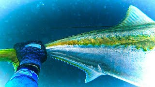 SPEARFISHING KINGFISH! The Biggest in the World?