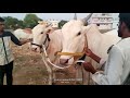 maharashtra milk theeth khillar cattils