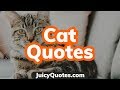 Top 15 Cat Quotes and Sayings 2020 - (About The Cutest Cats)