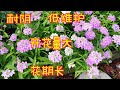 低维护的屈曲花/Candytuft 【莎拉养花】