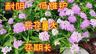 低维护的屈曲花/Candytuft 【莎拉养花】