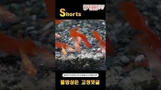 탱크항이 좋을까 바닥재항이 좋을까  shorts