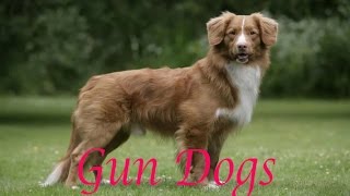 Gun Dog Breeds