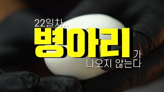 인공파각으로 아기병아리 살리기