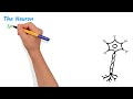 what is the nervous system nervous system basics