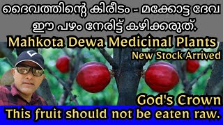 Mahkota Dewa Medicinal Plants Malayalam Trends Wheel മക്കോട്ട ദേവ #mahkotadewa #exoticplants