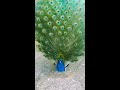 peacock 🦚 dance