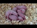 growth record of baby mouse mice