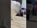 ミニカーの遊び方をすぐに理解できる賢い犬