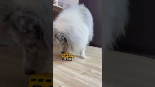 ミニカーの遊び方をすぐに理解できる賢い犬