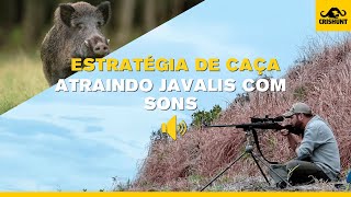 Estratégia de caça: Atraindo javalis com sons