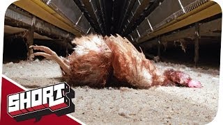 Kampf gegen sadistische Tierquälerei!