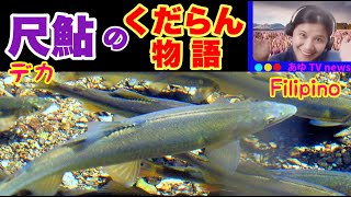 【尺級デカ鮎小川で産卵行動】もう肱川へは下らん～愛媛県大洲市～