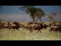 Beautiful World - Africa