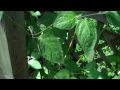 Red Rocoto pepper plants    30 June 2010.MP4