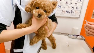 【狂犬病予防接種】注射怖い！助けを求めるトイプードル