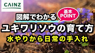 ユキワリソウ(別名:ミスミソウ)の育て方 カインズ花図鑑