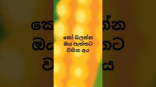 අපිට නම් වහින්න වගේ #𒆜foryou