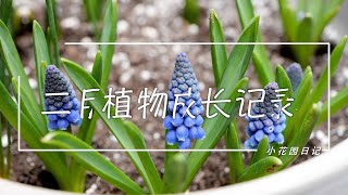 小花园日记，记录2月植物们的生长情况~