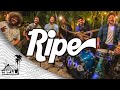 Ripe - Full Set (Live Music) | Sugarshack Sessions