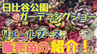 ✨日比谷公園ガーデニングショー✨リエールブース❗️販売苗の紹介‼️【多肉植物】【ガーデニング】2023年10月25日