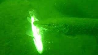 Pike eating another pike