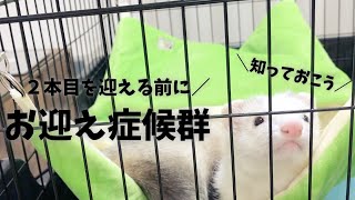 フェレットのお迎え症候群とは？症状と予防について【飼育方法】