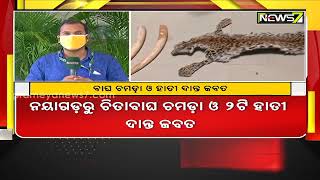 Odisha: STF seizes leopard skin, two tusks