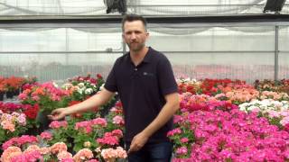 Genesis Direct Stick Geraniums - Video 2