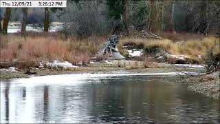 Dunrovin Ranch Video_2021-12-09_174150-Eagle in River at Sandbar