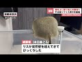 「我慢できず不法侵入」自称ユーチューバーのりすほっち逮捕。【りすほっちニュース】【リチャードソンジリス】